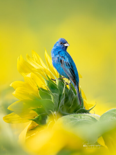 Indigo Bunting perched on a sunflower Indigo Bunting perched on a sunflower