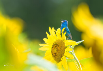 Indigo Bunting singing its heart out Indigo Bunting singing its heart out on a sunflower