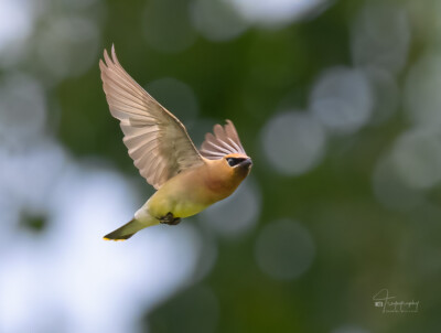 Cedar Waxwing in flgiht Cedar Waxwing in flgiht