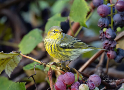 Cape May Warbler perched Cape May Warbler perched among the grapes