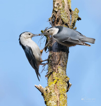 White-breasted Nuthatch White-breasted Nuthatch sharing a snack