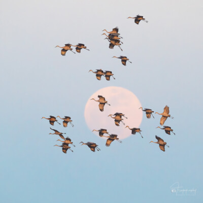 Sandhill Cranes against a rising full moon Sandhill Cranes against a rising full moon