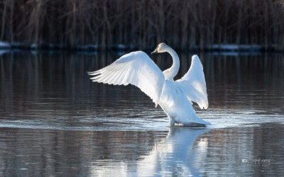 Trumpeter Swan stretching its wings Trumpeter Swan stretching its wings