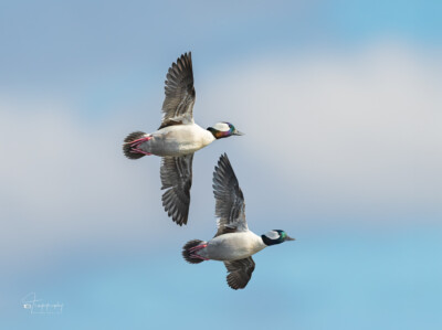 Bufflehead Ducks banking over a lake Bufflehead Ducks banking over a lake