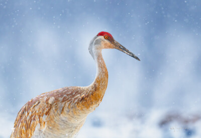 Sandhill Crane in the falling snow Sandhill Crane in the falling snow