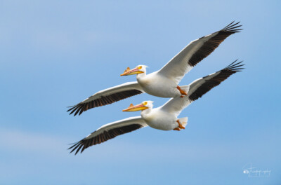 American White Pelicans in flight American White Pelicans in flight