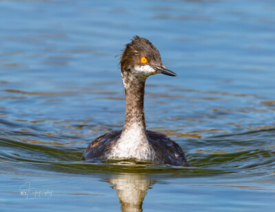 Eared Grebe paddling in the lake Eared Grebe paddling in the lake