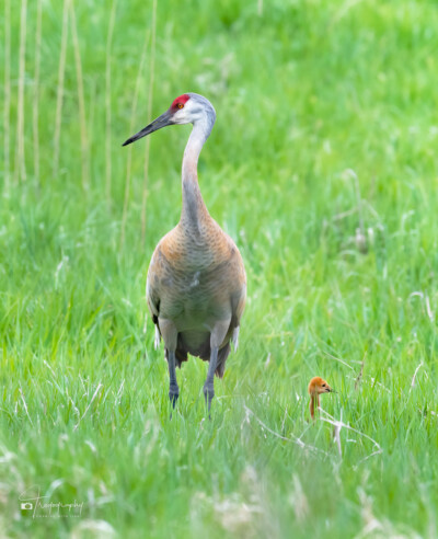 Sandhill Crane and its colt Sandhill Crane and its colt