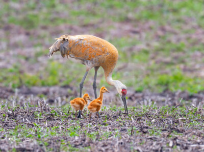 Sandhill Crane and its colts Sandhill Crane and its colts