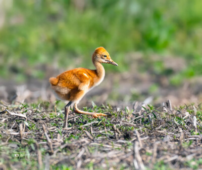 Sandhill Crane colt on the run Sandhill Crane colt on the run