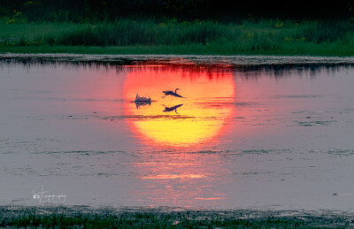 Great Egret in flight over sunset reflection Great Egret in flight over sunset reflection