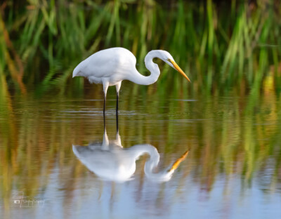 Great Egret fishing in a shallow pond Great Egret fishing in a shallow pond