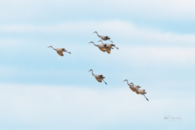 Sandhill Cranes into a strong wind Sandhill Cranes leaning into a strong wind while landing