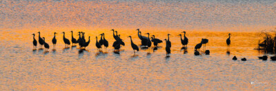 Sandhill Cranes and Whooping Crane Sandhill Cranes and Whooping Crane in the roost pond
