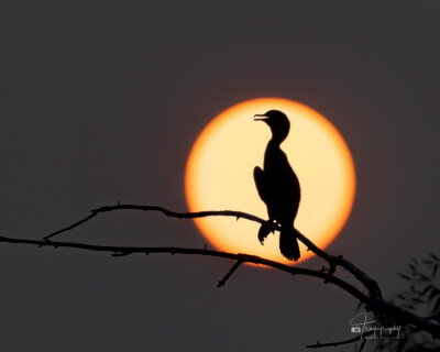Double-crested Cormorant silhouette Double-crested Cormorant silhouette