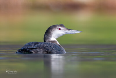 Juvenile Common Loon Juvenile Common Loon paddling around a lake