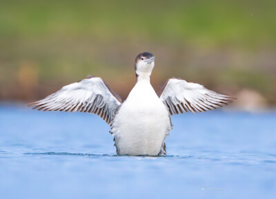 Juvenile Common Loon Juvenile Common Loon stretching its wings