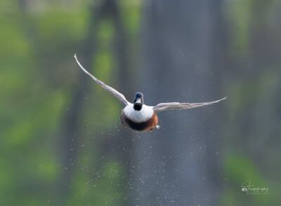 Northern Shoveler in flight Northern Shoveler in flight