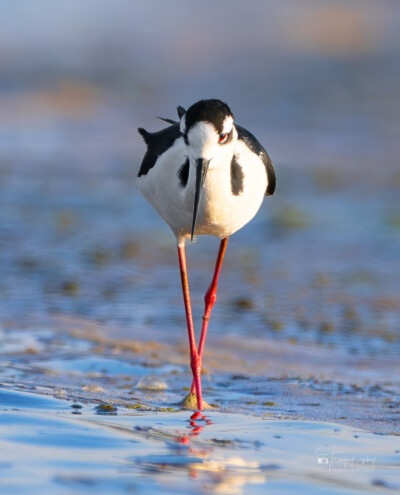 Black-necked Stilt foraging for snacks Black-necked Stilt foraging for snacks