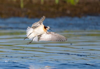 Wilson's Phalarope in flight Wilson's Phalarope in flight