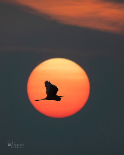Great Egret and the setting sun Great Egret and the setting sun