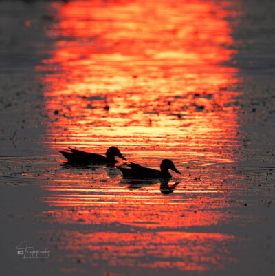 Northern Shovelers silhouetted Northern Shovelers silhouetted against a sun reflection