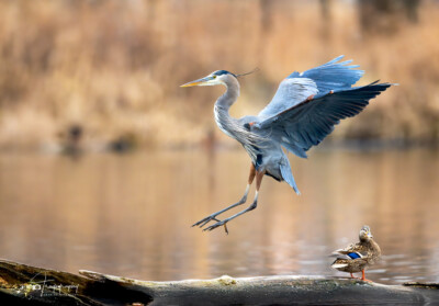 Great Blue Heron landing on a log Great Blue Heron landing on a log