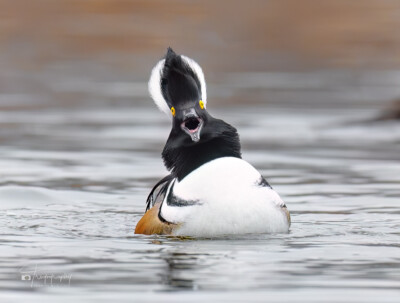 Male Hooded Merganser Male Hooded Merganser trying to impress a female