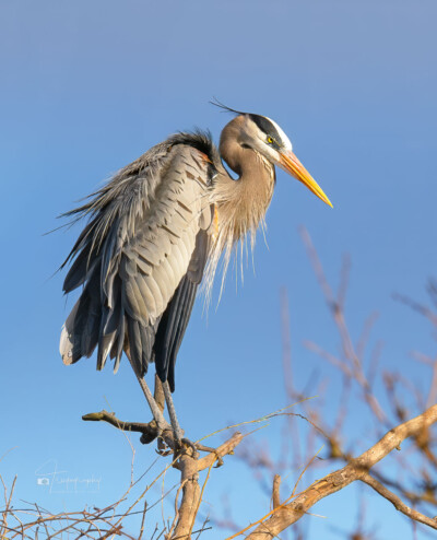 Great Blue Heron perched Great Blue Heron perched on a dead tree