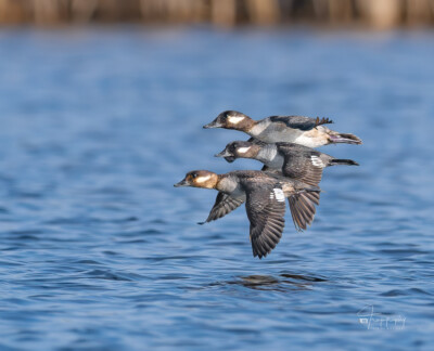 Bufflehead Ladies flying across a lake Bufflehead Ladies flying across a lake