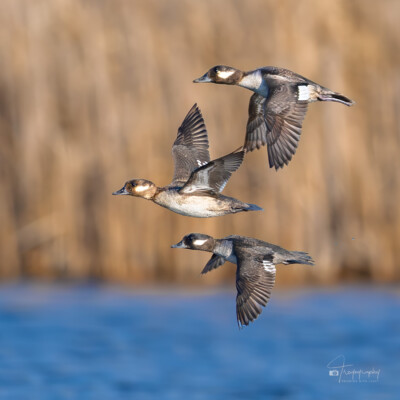 Female Buffleheads in flight Female Buffleheads in flight