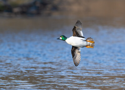 Goldeneye banking over the Fox River Goldeneye banking over the Fox River