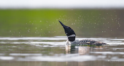A Common Loon shakes water off its head A Common Loon shakes water off its head