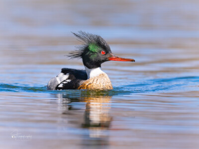 Red-breasted Merganser Red-breasted Merganser leisurely swimming
