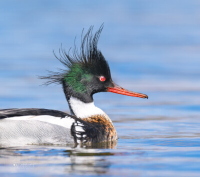 Red-breasted Merganser Red-breasted Merganser having a bad hair day