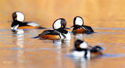 Male Hooded Mergansers chillin' Male Hooded Mergansers chillin' on a lake