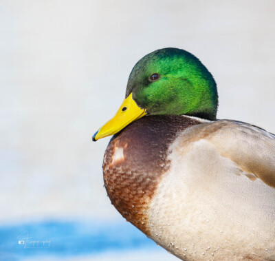 Mallard Drake showing off its colors Mallard Drake showing off its colors