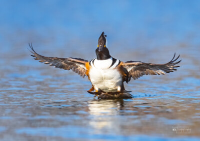 Male Hooded Merganser landing Male Hooded Merganser landing in the lake