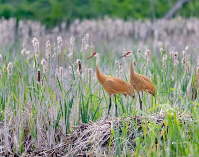 Sandhill Cranes tending to their nest Sandhill Cranes tending to their nest