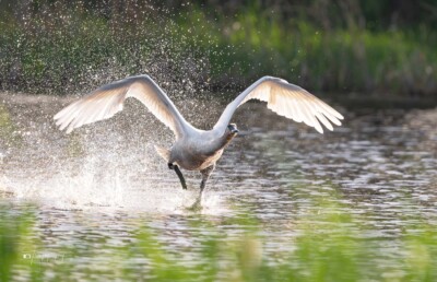 Trumpeter Swan taking off Trumpeter Swan taking off