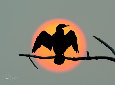 Double-crested Cormorant and sunset Double-crested Cormorant airing out its wings