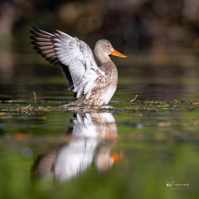 Female Northern Shoveler Female Northern Shoveler fanning its wings