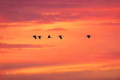 Sandhill Cranes against an autumn sky Sandhill Cranes against a colorful autumn sky