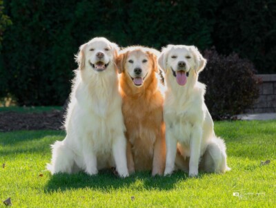 Portrait of the Pack Trog's Dogs Golden Retrievers