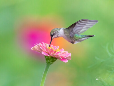 Dreams of a Ruby-throated Hummingbird Dreams of a Ruby-throated Hummingbird