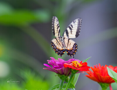Eastern Tiger Swallowtail Butterfly in flight Eastern Tiger Swallowtail Butterfly in flight