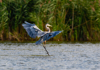 Great Blue Heron landing in a small lake Great Blue Heron landing in a small lake