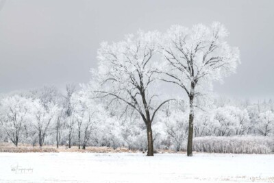 Trees covered in rime ice on a cold January day in Illinois Trees covered in rime ice on a cold January day in Illinois