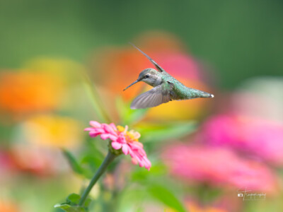Ruby-throated Hummingbird hovering above the flowers Ruby-throated Hummingbird hovering above the flowers
