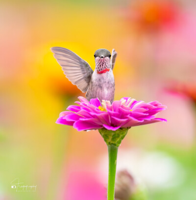 A Juvenile Ruby-throated Hummingbird looking surprised! A Juvenile Ruby-throated Hummingbird looking surprised!